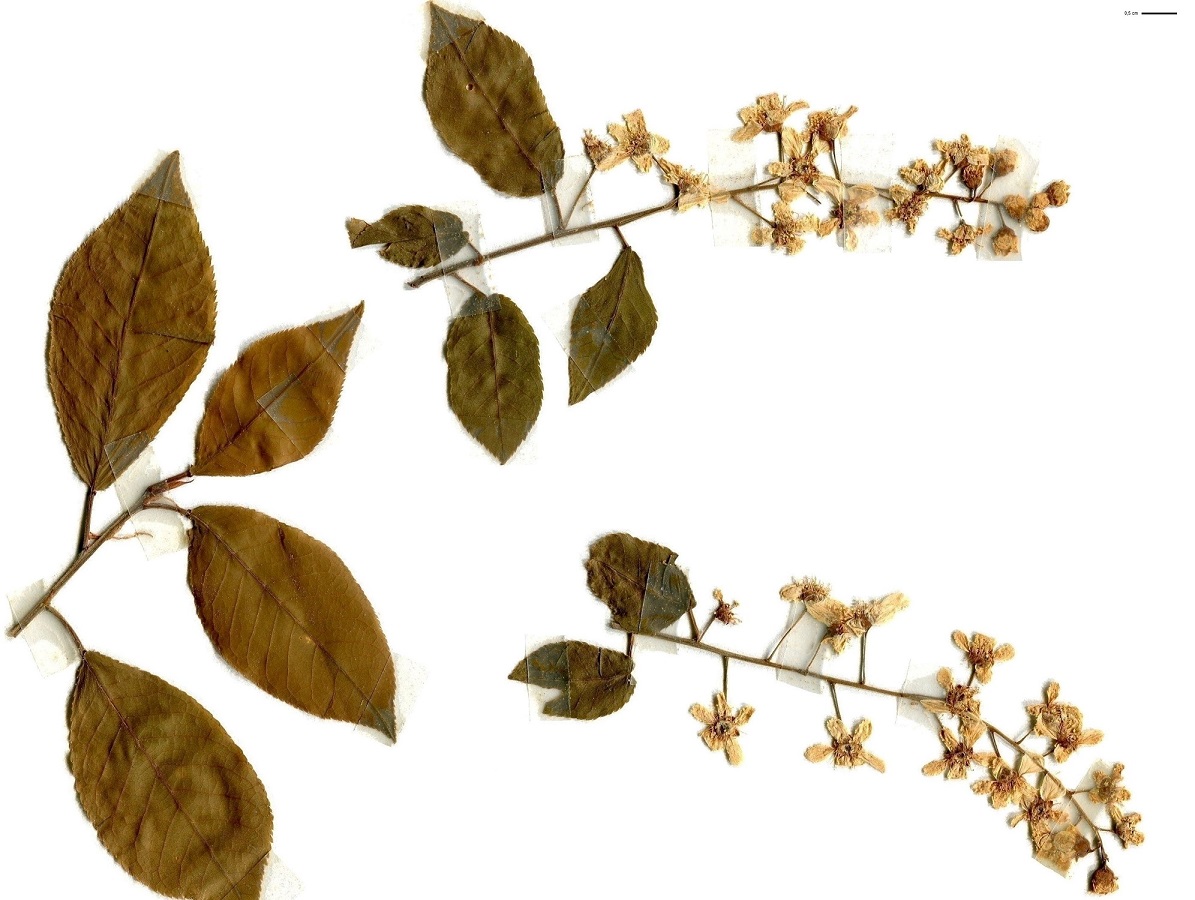 Prunus padus (Rosaceae)
